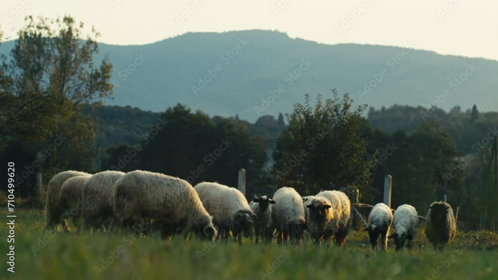 Flock of Sheep Moves While Grazing Grass on a Mountain in the Evening Flock of Sheep Moves While Grazing Grass on a Mountain in the Evening