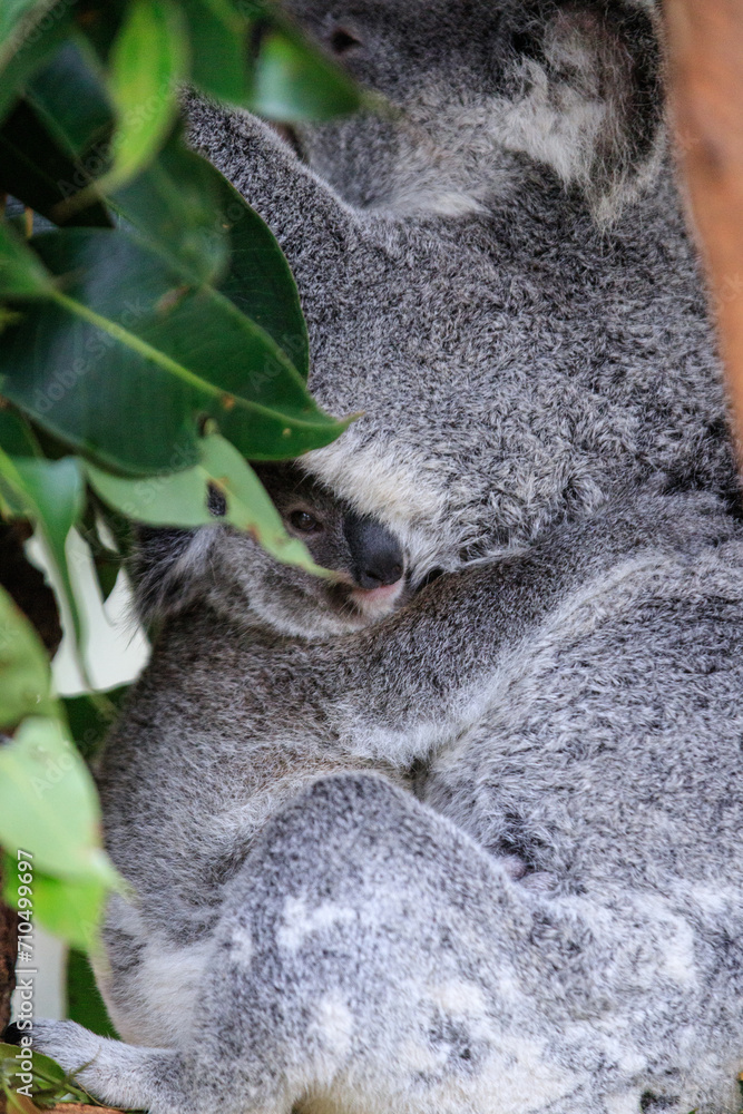 Obraz premium A Tender Moment: Mother Koala with Her Joey