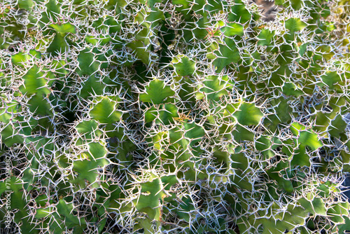 Top view.  Sedum acre, goldmoss stonecrop, mossy stonecrop, goldmoss sedum, Green plants. Foliage background.
Close up photo