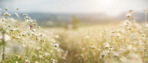 Fototapeta Naklejka Na Ścianę i Meble -  Daisy Chamomile background. Beautiful nature scene with blooming chamomilles in sun flare. Sunny day. Summer flowers.
