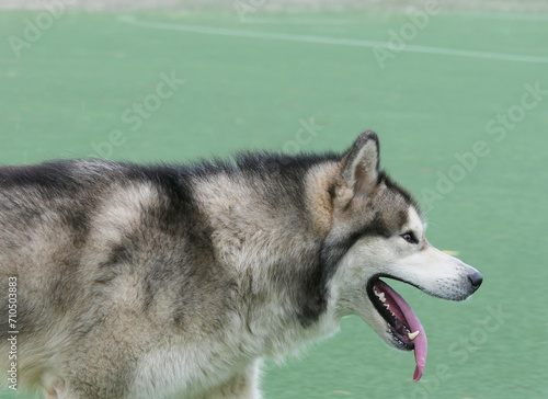 A Malamute dog runs in a sports stadium