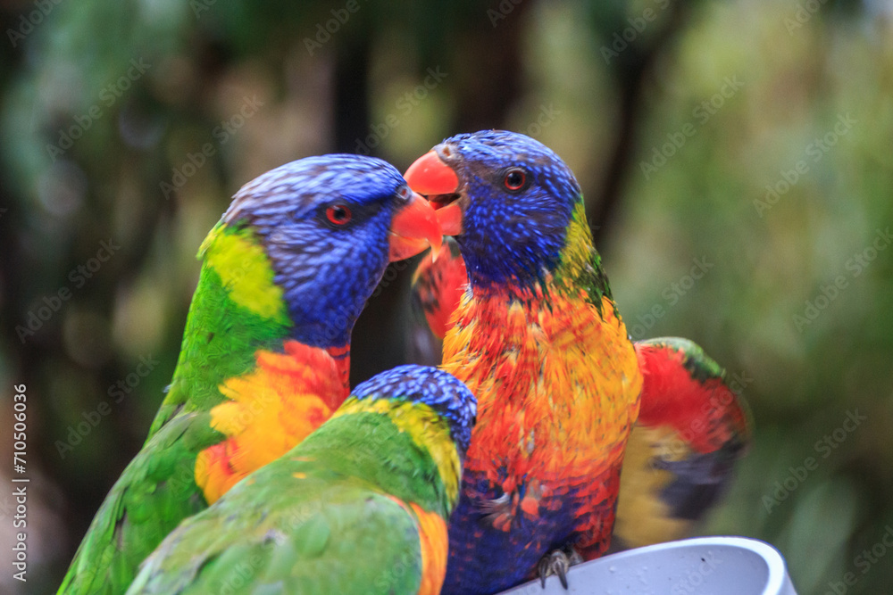 Rainbow Lorikeets: A Colorful Avian Encounter