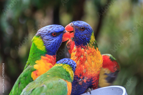 Rainbow Lorikeets: A Colorful Avian Encounter © Bossa Art