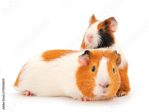 Two guinea pigs isolated.