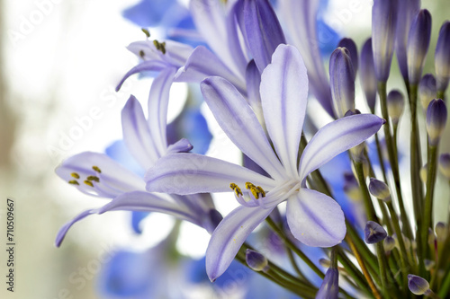 African lily melbourne  Agapanthus  Melbourne  