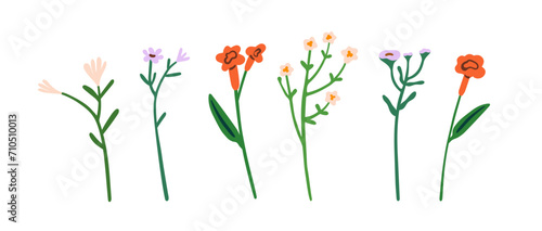 Fragile flower stems set. Field blooms, spring floral plants, blossomed branc...