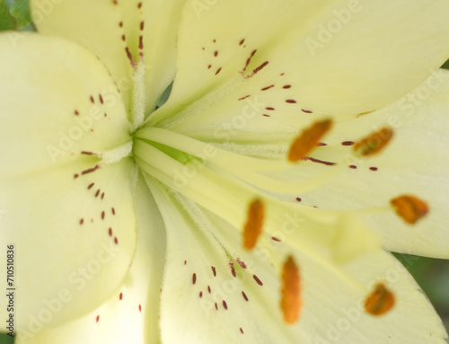lily flower closeup