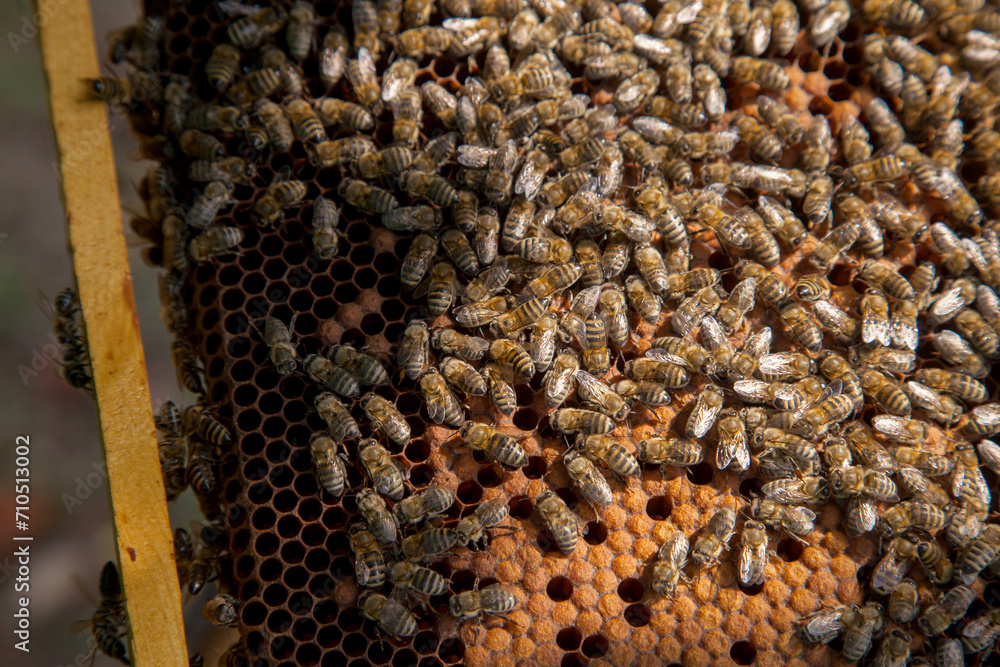 Working bees in a hive on honeycomb. Bees inside hive with sealed and open cells for their young.. Working bees in a hive on honeycomb. Bees inside hive with sealed and open cells for their young..