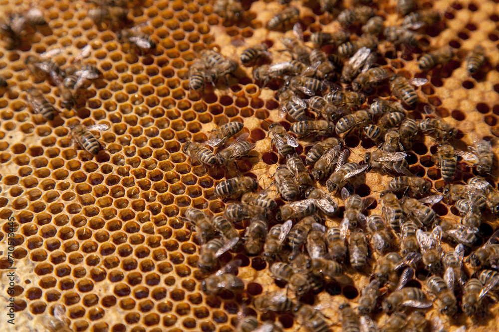 Working bees in a hive on honeycomb. Bees inside hive with sealed and open cells for their young.. Working bees in a hive on honeycomb. Bees inside hive with sealed and open cells for their young..