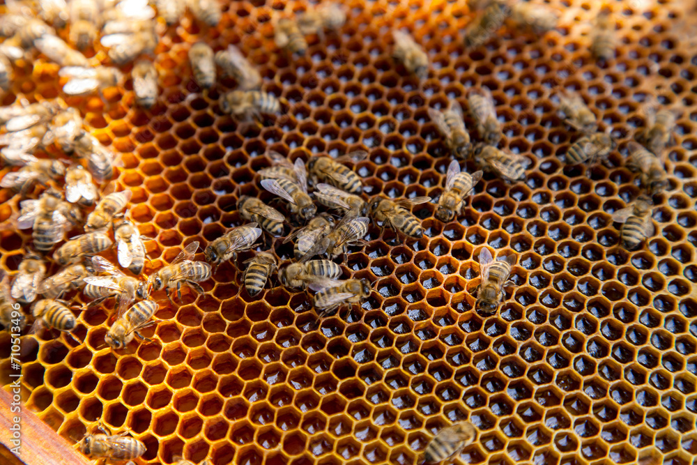 Working bees on the yellow honeycomb with sweet honey.. Working bees on the yellow honeycomb with sweet honey..