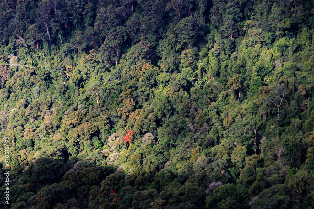 A Solitary Red Tree Amidst the Verdant Forest Expanse