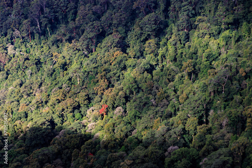 A Solitary Red Tree Amidst the Verdant Forest Expanse