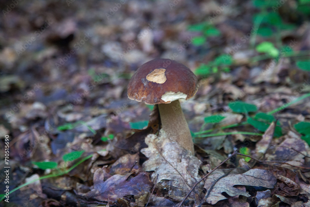 Single Boletus edulis or porcini mushroom growing in the forest. . Single Boletus edulis or porcini mushroom growing in the forest. .