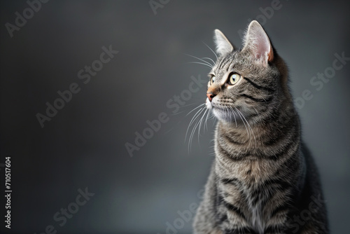 Beautiful, cute gray short-haired British tabby cat sitting and looking away on dark gray background. Copy space.