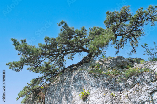A lone pine tree growing on the gray stones of the Crimean rocks.