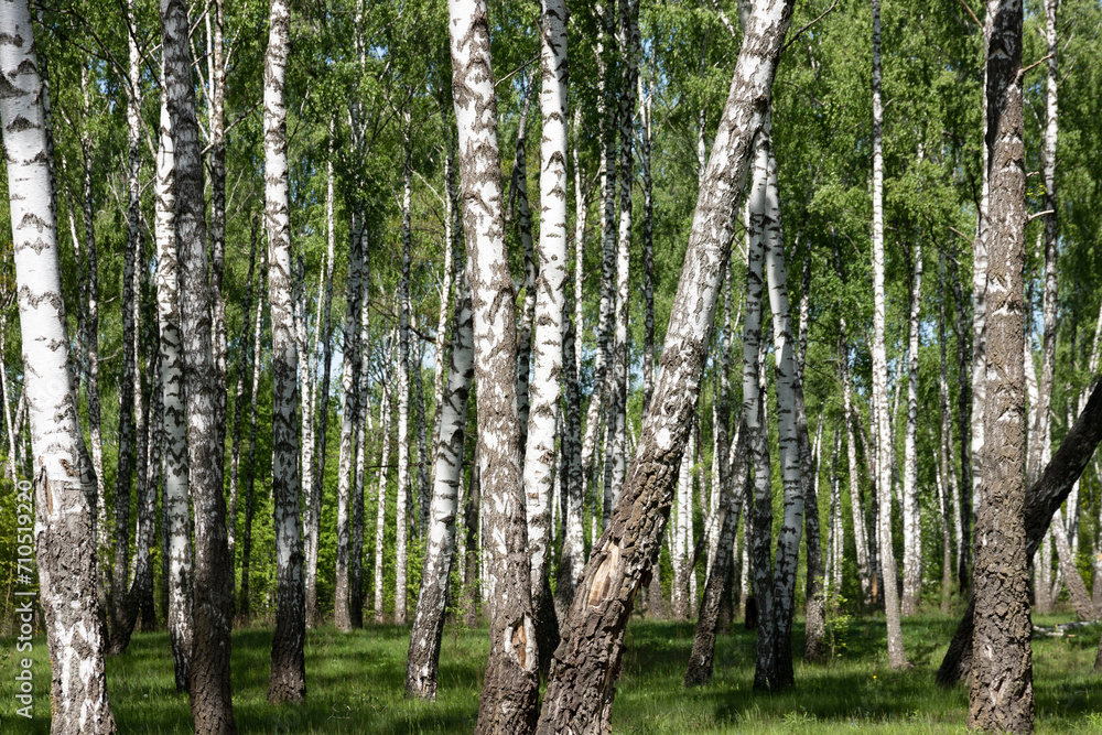 Birch grove in spring, birch tree trunks as a background. Birch grove in spring, birch tree trunks as a background.
