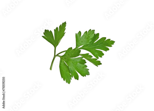 Green macro parsley isolated, parsley herb isolated