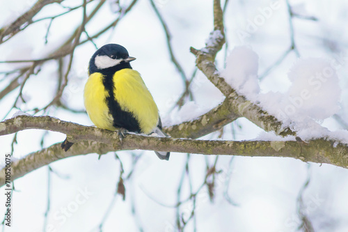 A great tit sits on a tree branch in a winter snowy forest.