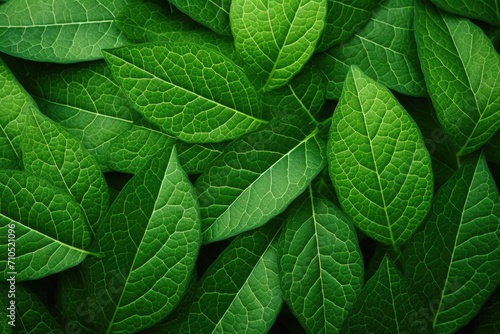 Texture of macro leaves