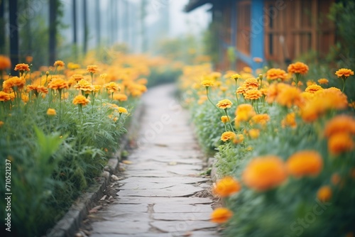a pathway lined with marigold plants © primopiano