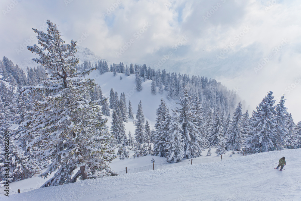 View of forest trees in winter with snow on the Bavarian Alps in Bavaria, Germany. View of forest trees in winter with snow on the Bavarian Alps in Bavaria, Germany.