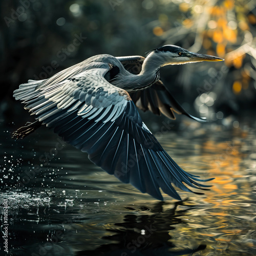 The Birds Grey heron is spreading its wonderful wings and fishing in the water.