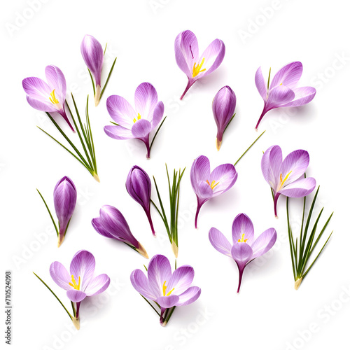 Collage of crocus flowers on white backgrounds