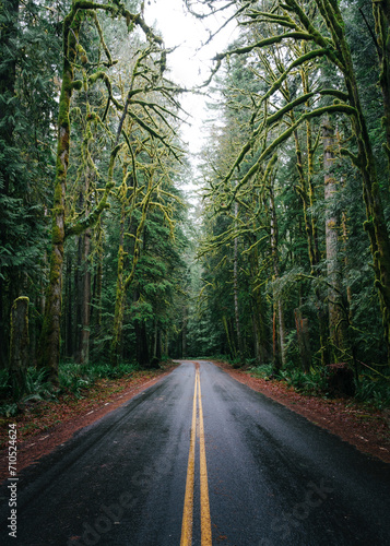 View of a road crossing the Hoe National Forest, Olympic National Park, Washington, United States. photo