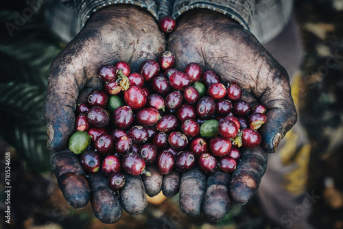 View of hands holding Coffee beans after harvesting coffee in Coorg, Karnataka, India. photo