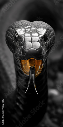 Cobra com a boca aberta em preto e branco - Papel de parede photo