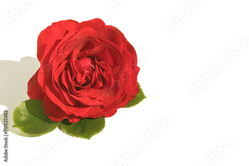 Red blooming rose bud on a white isolated background.For design  congratulations.