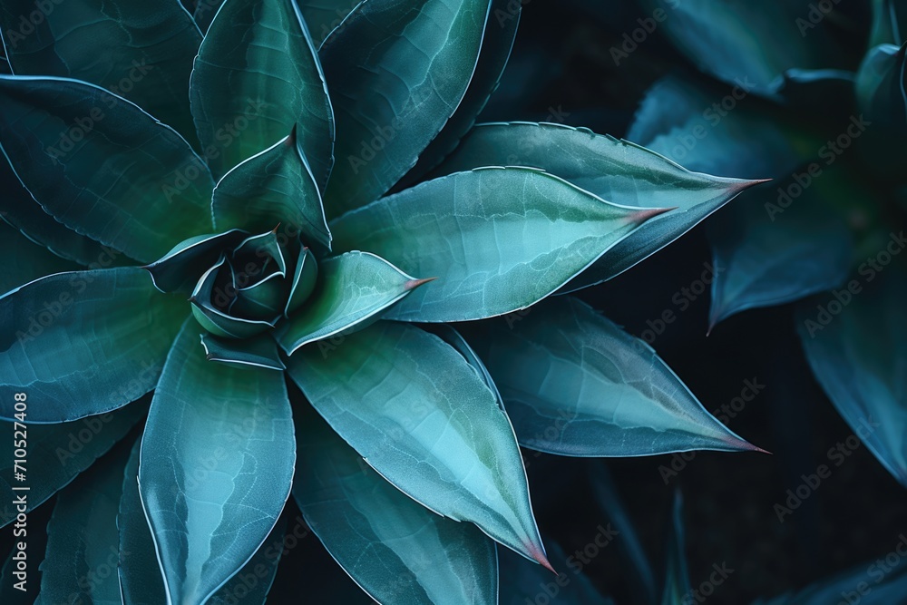 Lush and Exuberant Agave and Cactus Leaves Lush and Exuberant Agave and Cactus Leaves