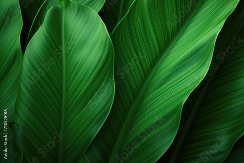 Green leaf texture on tropical background.