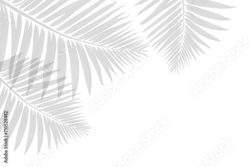 palm tree leaves shadow isolated on white background. Shadow of tropical palm leaf. silhouette plant on PNG