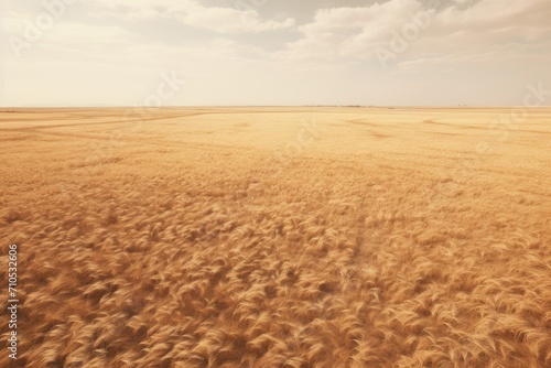 A sprawling expanse of brown grass stretches out as far as the eye can see, under a sky filled with gray clouds, An aerial view of an expansive organic wheat field, AI Generated