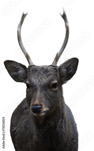 close up of a deer