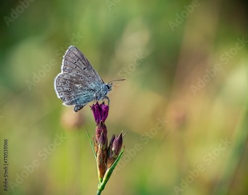 butterfly on a flower © Peter