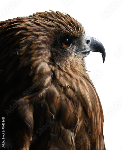 side of Black kite