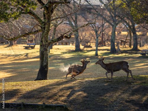 Fototapeta Naklejka Na Ścianę i Meble -  走り出す奈良公園の鹿