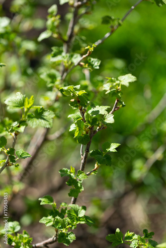 Spring gooseberry bush with green leaves
