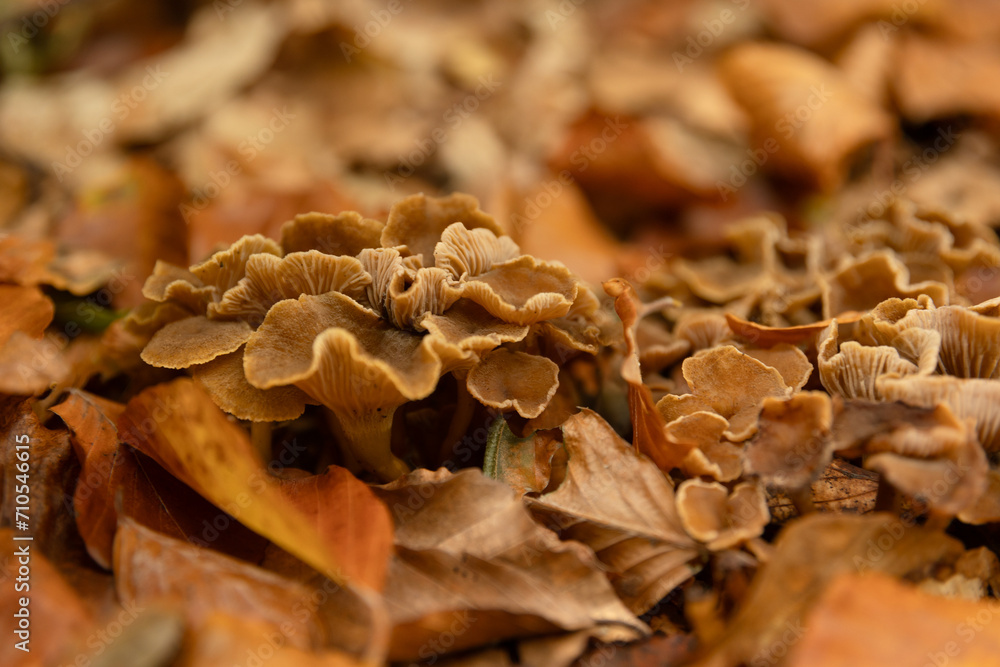 Fototapeta premium Rosettenförmig wachsender Porling (vermutlich Trametes-Art) zwischen Herbstlaub auf dem Waldboden. Die Detailaufnahme zeigt Pilzwachstum, natürliche Strukturen und Zersetzungsprozesse im Waldökosystem