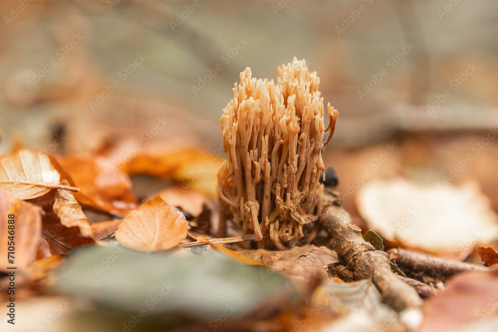 Korallenpilze in herbstlichem Wald in Nahaufnahme Korallenpilze in herbstlichem Wald in Nahaufnahme