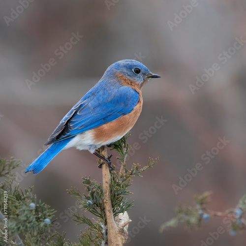 Bluebird on perch © Hal Moran