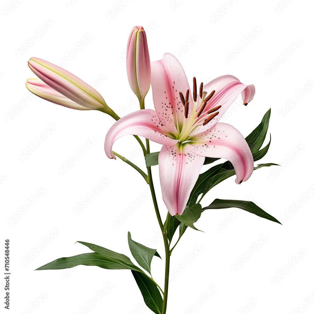 a pink lily with green leaves