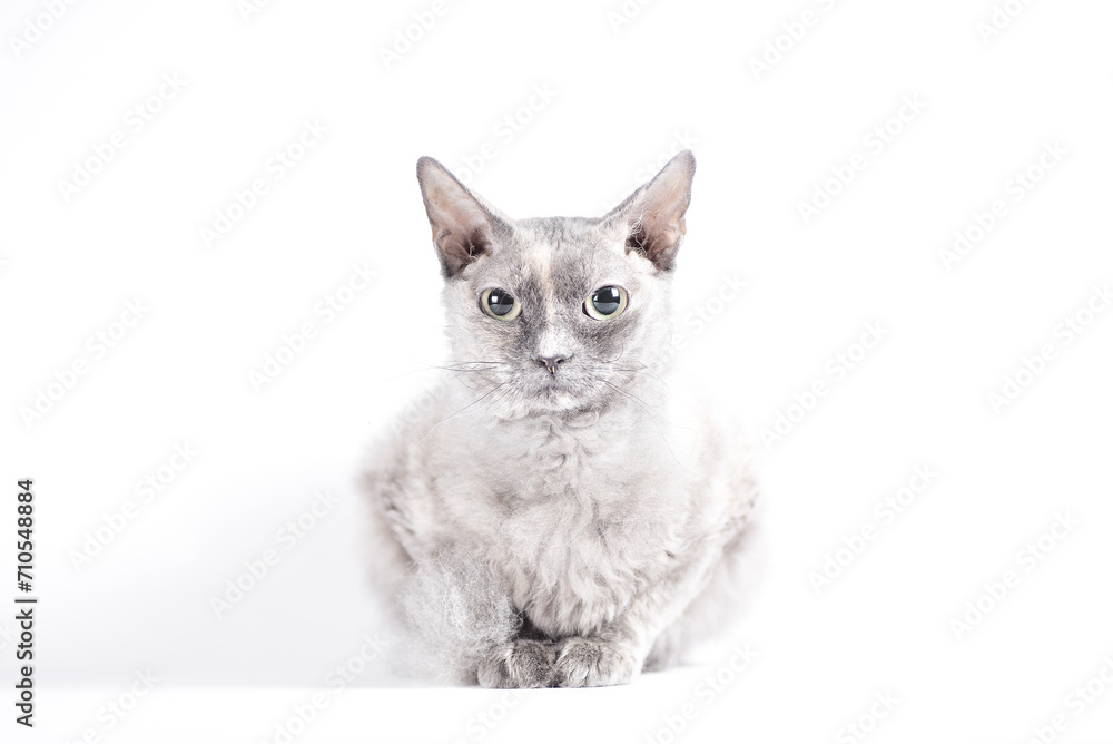 Obraz premium portrait of a silver cat of the Sphynx Brush breed on a white background