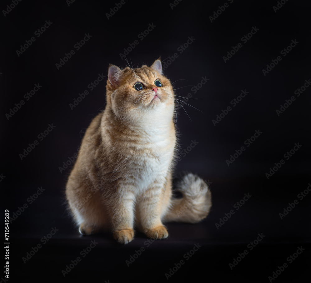 british shorthair cat sitting on a black background british shorthair cat sitting on a black background