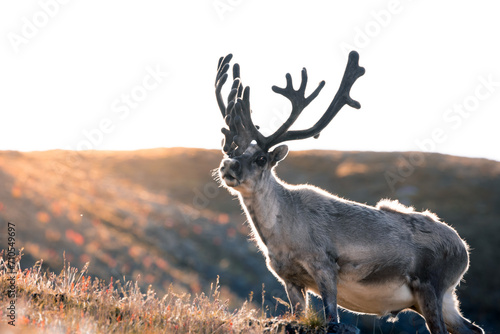 a shot of a massive Svalbard reindeer posing right in front of the lens and showing its strength, a sunny and warm day in the middle of the wilderness, The Svalbard reindeer (Rangifer tarandus) photo