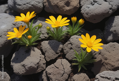 blossom, soil, flower, garden, plant, green, bloom, nature, bloo photo