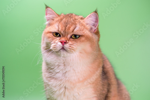 disgruntled cat of the British shorthair golden chinchilla breed frowns on a light green background photo