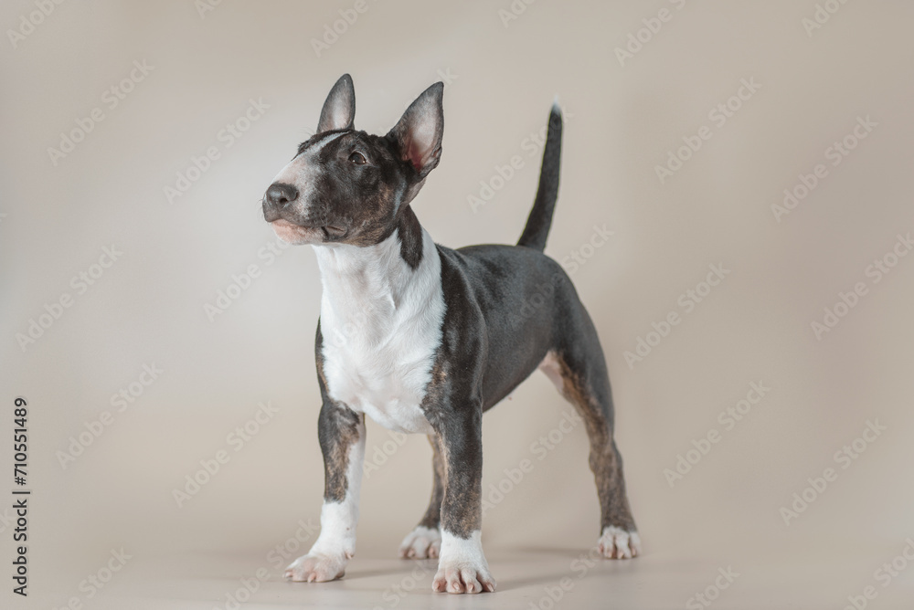 tiger puppy of a mini-bull terrier standing on a light beige background